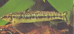 Characidium sp. aff. fasciatum Rio Negro Tetragar