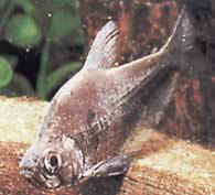 Charax tectifer (Pancernik Charax)