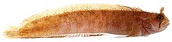 Chirolophis ascanii