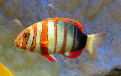 Choerodon sp (Pętla)