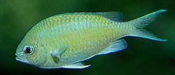 Chromis caerulea Zielona chromis