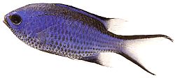 Chromis cyanea (Niebieska młoda dama)