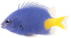 Chrysiptera parasema (Niebieska dama z żółtym ogonem)