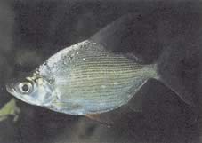 Citharinus citharus Gówno z tyłu
