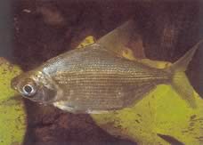 Citharinus congicus Kongo Citharyna