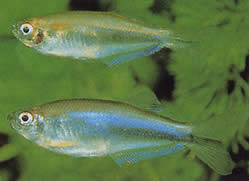 Coelurichthys microlepis (Tetra crunt z małymi łuskami, Barberos)