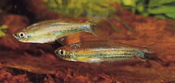 Coelurichthys tenuis Tetra Hold, Tetra-Barberos