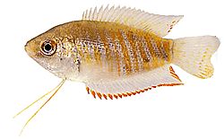 Colisa fasciata Giant Pakiet