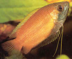 Colisa sota Honey Gourami