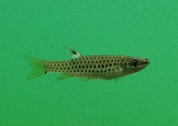 Copella nattereri (Copella Natteeri)