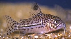 Corydoras trilineatus (Trzy -opaskowe Corydoras)