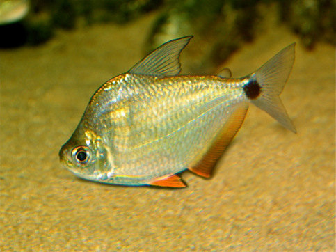 Ctenobrycon spilurus hauxwellianus Charakter z wysokim tyłem