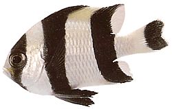 Dascyllus melanurus Czarna dama