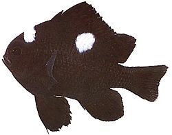 Dascyllus trimaculatus (Trzy miejsca)