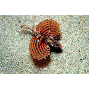 Dendrochirus brachypterus (Krasnolud)