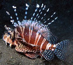 Dendrochirus zebra (Wynik krasnoluda)