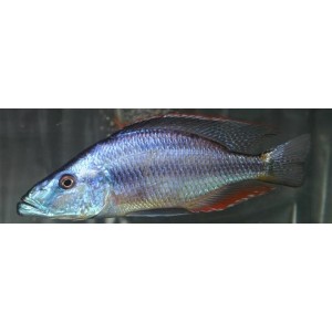 Dimidiochromis Compressiceps (Ogrodnik z cichlidem)