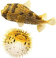 Diodon holocanthus (Dmuchawa ciernistej)
