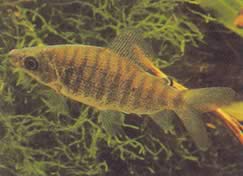 Distichodus fasciolatus (Grey Striped District)