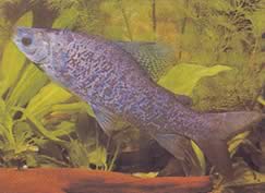 Distichodus notospilus (Distichness-Shade)