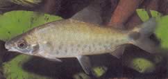 Distichodus rostratus (Distitichodus at Rostre)