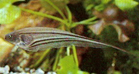 Eigenmannia virescens (Szklane noże)