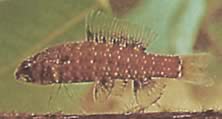 Elachocharax georgiae (Tetrager karłowca)