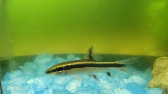 Epalzeorhynchus kallopterus (Piękne płetwy)
