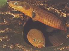 Erpetoichthys calabaricus