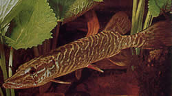 Esox lucius (Europejski szczupak)
