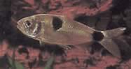 Exodon paradoxus (Tetra-Tiger z dwoma miejscami)