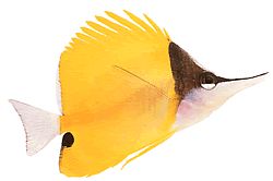 Forcipiger longirostris Chelmon z długim dziobem