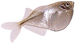 Gasteropelecus sternicla Srebro