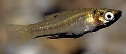Girardinus metallicus Metaliczny Girardinus
