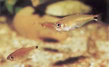 Gnathocharax steindachneri (Ugryzić tetrę)