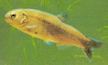Gymnocharacinus bergi Naga charakter Patagonii