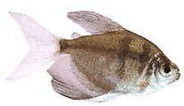 Gymnocorymbus ternetzi Wdowa