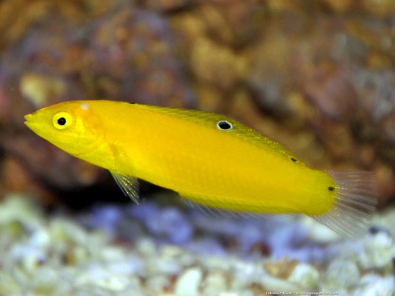 Halichoeres Chrysus (Żółty / labre kanary)
