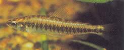 Hemigrammocharax multifasciatus African Checkered Tetrachette