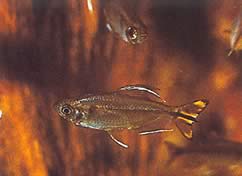 Hemigrammopetersius caudalis Kongo Tetra z żółtym