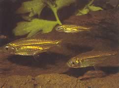 Hemigrammopetersius septentrionalis (Północna Afryka Tetra-Néon)