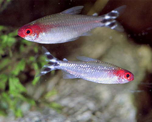 Hemigrammus bleheri Czerwone usta Tetra