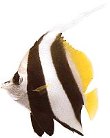 Heniochus acuminatus (Kleszcz)