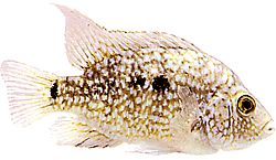 Herichthys cyanoguttatus carpintus