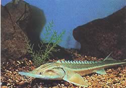 Huso dauricus