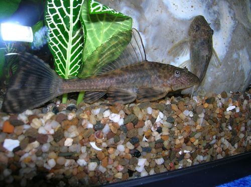 Hypostomus plecostomus