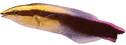 Labroides phtirophagus Labroid z czerwonego ogona