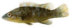 Labrus bergylta Staromodny