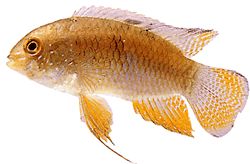 Laetacara curviceps