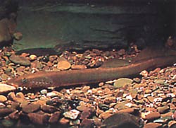 Lampetra fluviatilis (Lampa fluwialna)